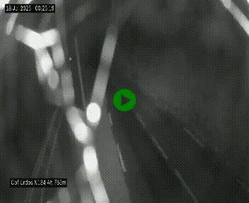 Webcam dans les Pyrénées Atlantique au niveau du col d'Urdos et du fort du Pourtalet sur la N134, en direction du Col et du tunnel du Somport, à 765 mètres d'altitude