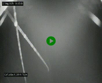 Webcam dans les Pyrénées Atlantique au niveau du col d'Urdos et du fort du Pourtalet sur la N134, en direction du Col et du tunnel du Somport, à 765 mètres d'altitude