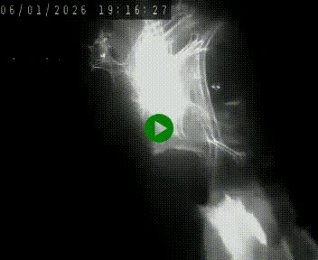 <h2>Caméra autoroute A75 à hauteur de Le Crest, en direction de Montpellier</h2>