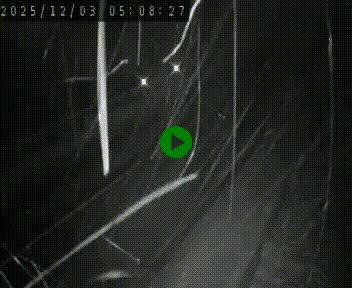 <h2>Caméra routière France - N88, Le Rayol, en direction de Le Puy-en-Velay</h2>