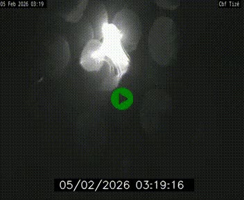 <h2>Webcam sur le périphérique de Rennes (N136) à hauteur de Tizé, à l'est de la ville</h2>